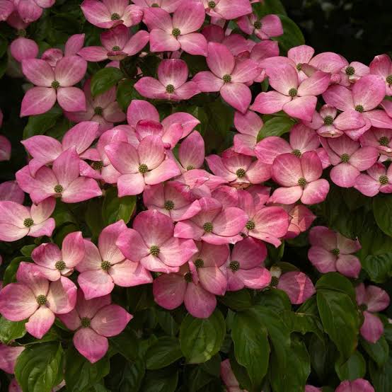 Shadorma Examples Kousa Dogwood: A Shadorma – The Elephant's Trunk